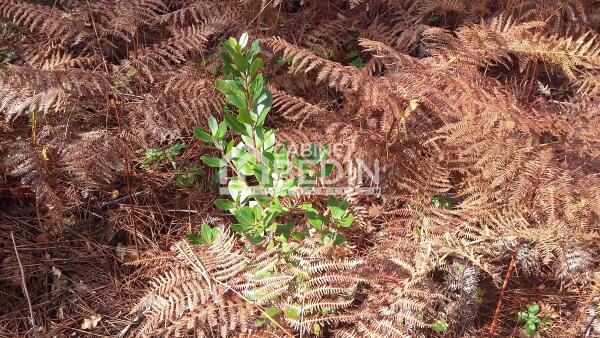 Achat Terrain A BATIR Le Porge