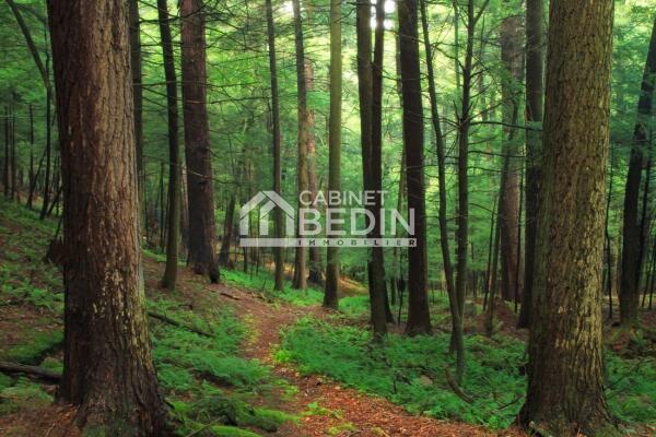 Vente Terrain Ayguemorte Les Graves